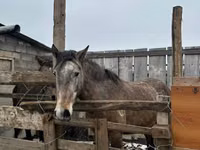 Jument, Horse breed — photo 2