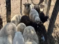 母羊, Merino sheep — 照片 5