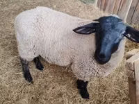 Oveja, White Suffolk sheep — foto 1