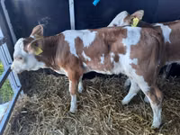 Banteng, Simmental cattle — foto 3