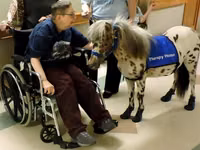 Cheval, Miniature horse — photo 3