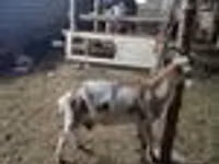 बकरा, Nubian Goat — फ़ोटो 8