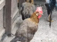 Chickens — Foto 1