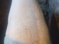 Babi jantan — foto 4