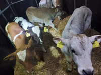 Sapi (batch, jenis kelamin tidak disebutkan), Cattle — foto 1