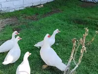 Ducks — photo 8
