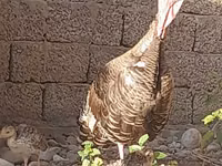 स्लोवेनियन सिल्वर हेन — फ़ोटो 2