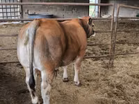 公牛, Partenaise cattle — 照片 1