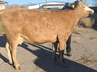 Kuh, Simmental cattle — Foto 6