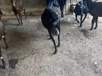 Cabra, Murcia-Granada goats — foto 4