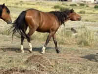 Kuda betina, Tatar horse — foto 2