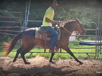 Yegua, Standardbred — foto 5