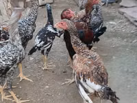 Gallo de pelea de fosa australiano — foto 4