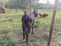 Bull, Red-spotted breed — photo 4