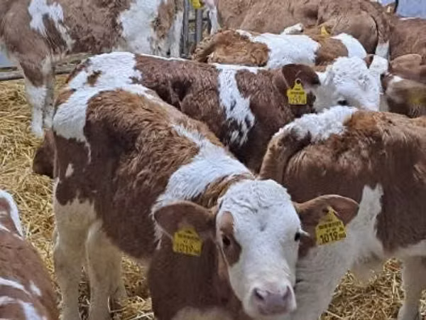 मवेशी (लॉट, लिंग निर्दिष्ट नहीं), Simmental cattle