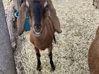 Chèvre, Nubian Goat — photo 1