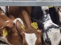 雄牛, Simmental cattle — 写真 3
