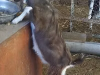 Billy Goat, Toggenburg goat — photo 1