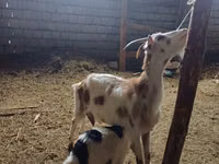 बकरा, Nubian Goat — फ़ोटो 5