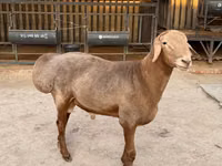 Widder, Arashan sheep — Foto 2