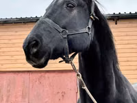 Kuda betina, Akhal-Teke — foto 7