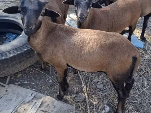 Ram, Cameroon sheep