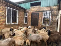 मेढ़ा, Rhon sheep — फ़ोटो 1