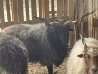 Widder, Racka sheep — Foto 1