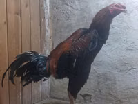 Chickens — फ़ोटो 2