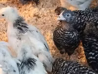 Chickens — photo 1
