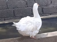 Geese — 写真 3
