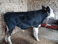 मवेशी (लॉट, लिंग निर्दिष्ट नहीं), Russian Black pied cattle — फ़ोटो 4