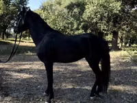 Chevaux (lot, sexe non indiqué), American shetland pony — photo 7