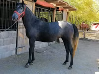 Yegua, Caballos — foto 2