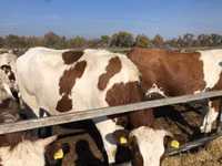 Sapi, Red-spotted breed — foto 3