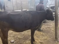 Sapi, Cattle — foto 4