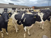 Vache, Race Holstein — photo 5