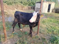 Bull, Red-spotted breed — photo 3