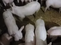 Babi betina — foto 1