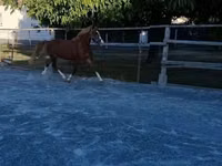 حصان, Welsh Cob — الصورة 6