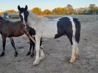 حصان, Friesian — الصورة 7