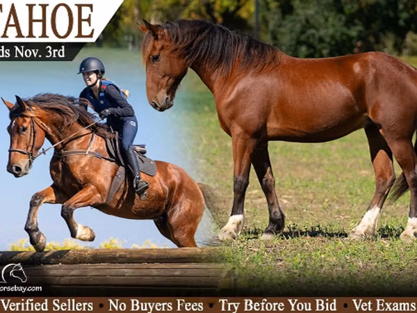 Caballo, Percheron