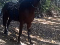 حصان, Friesian sport horse — الصورة 4