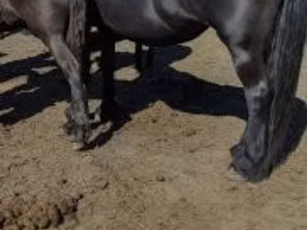 Stute, Friesian