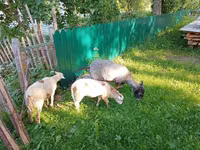 बकरी, Kejobong goat — फ़ोटो 3