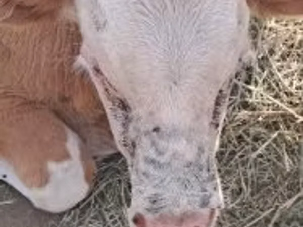 Bulle, Simmental cattle