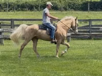 Caballo, Rocky Mountain Horse — foto 1