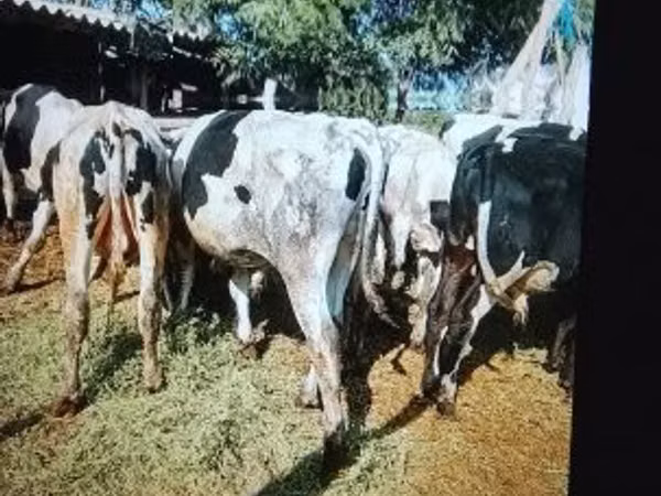 Taureau, Russian Black pied cattle