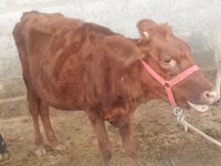母牛, Red Estonian cattle — 照片 1