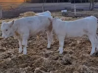 雄牛, Charolais cattle — 写真 7